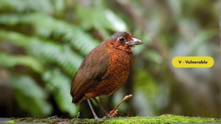 Giant Antpitta