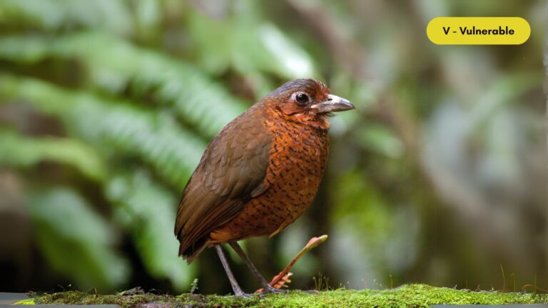 Giant antpitta
