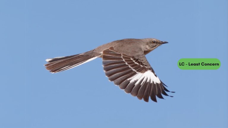 Northern Mockingbird