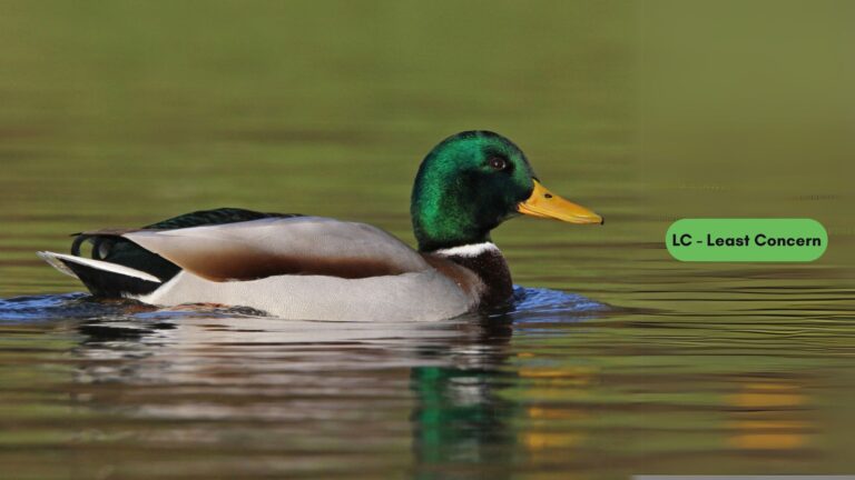 Mallard Duck
