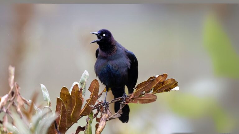 Purple Grackle