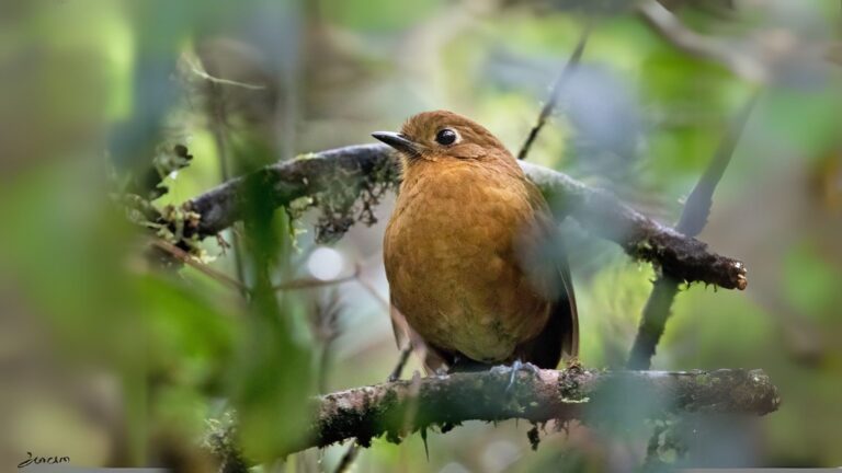 Junin Antpitta