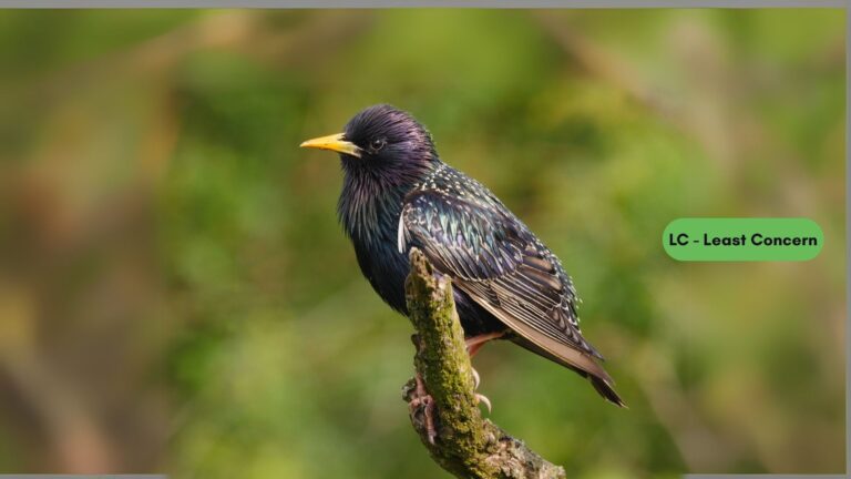 European Starling