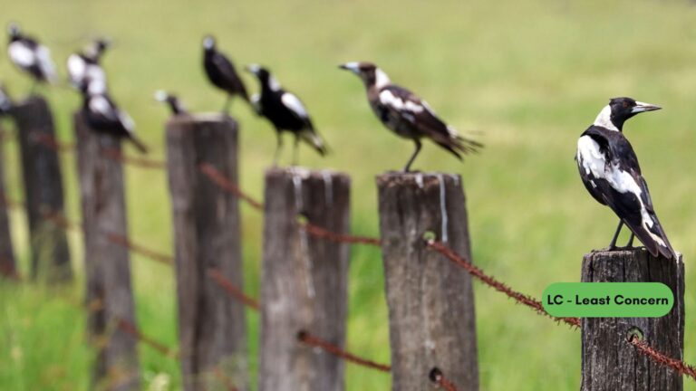 Australian Magpie