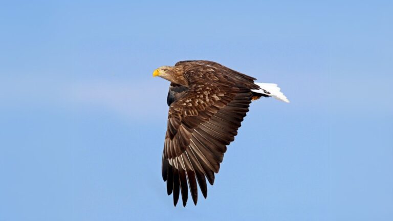 birds of Europe