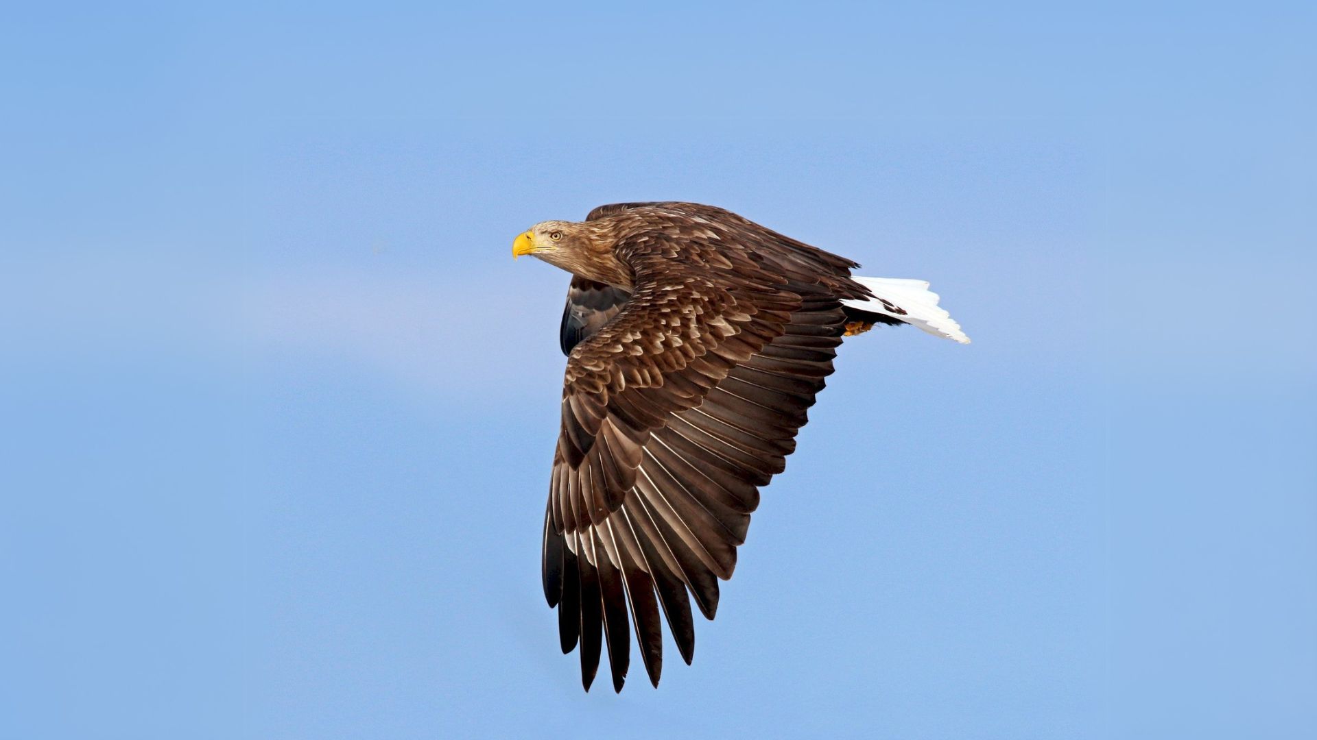 birds of Europe