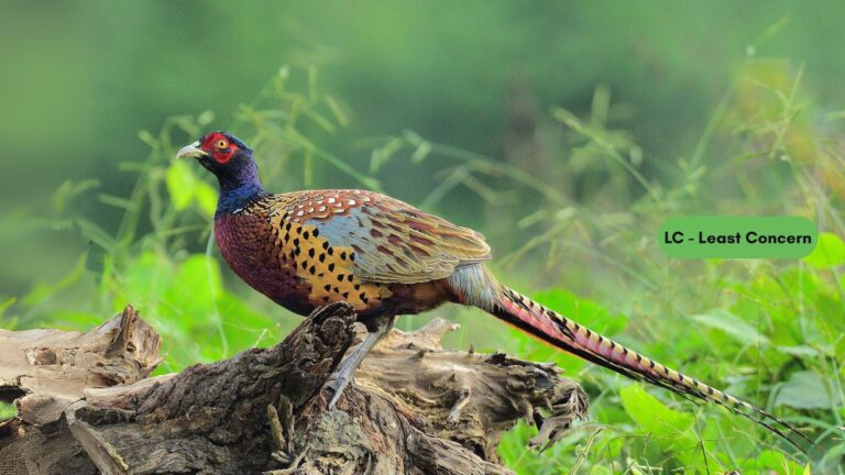 Ring-necked Pheasant