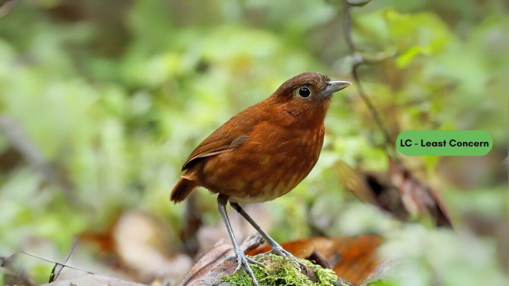 Bay Antpitta