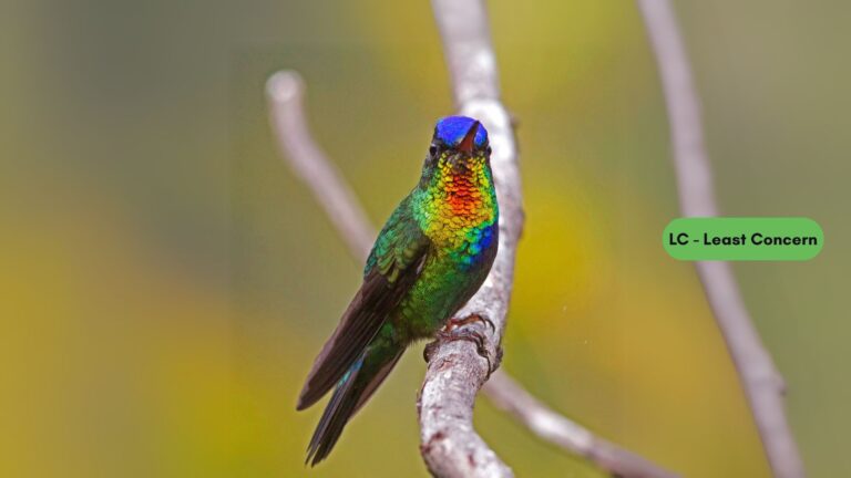 Fire-throated Metaltail