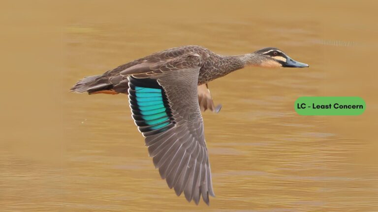 Pacific Black Duck