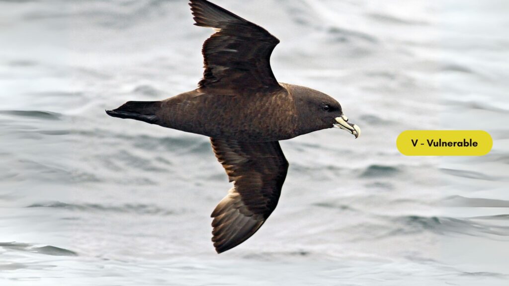 White-chinned Petrel