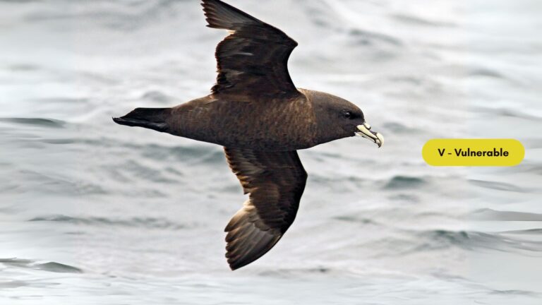 White-chinned Petrel