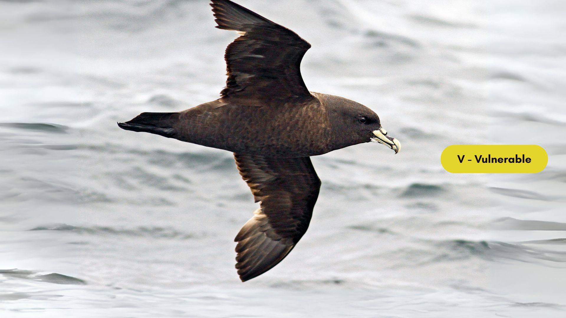 White-chinned Petrel