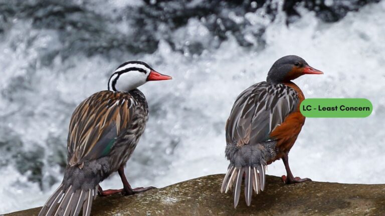 Torrent Duck