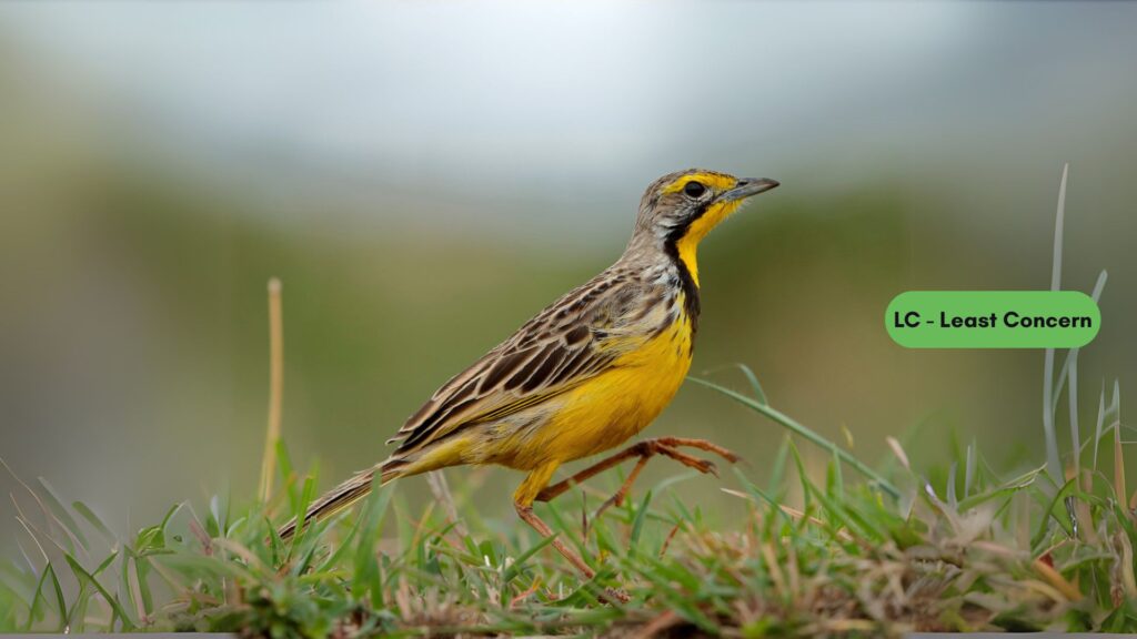 Yellow-Throated Longclaw