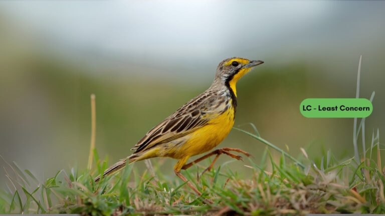 Yellow-Throated Longclaw
