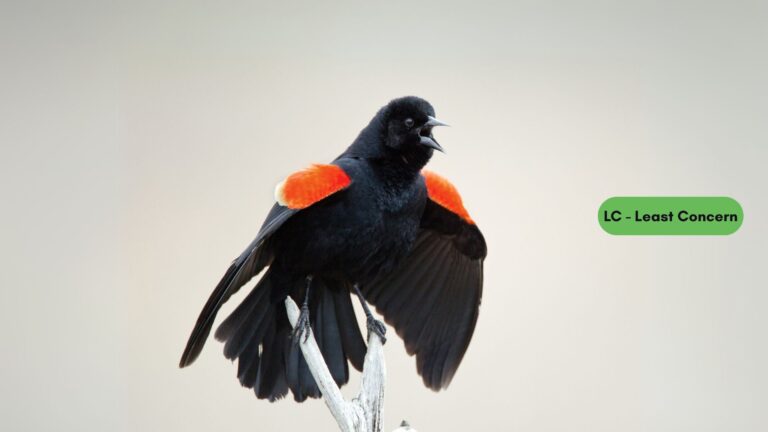 Red-winged Blackbird: Master of Marshes and Icon of North America’s Wetlands