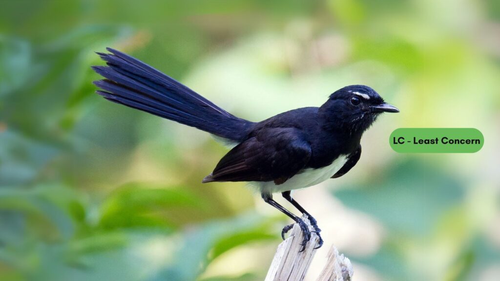 Willie Wagtail