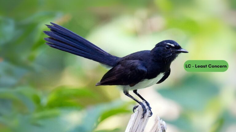 Willie Wagtail