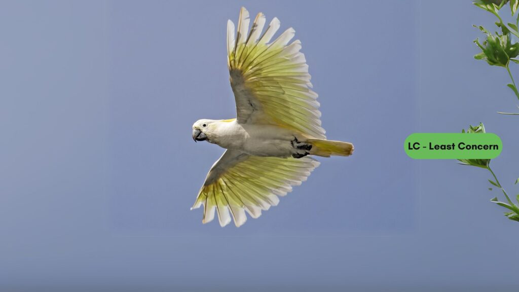 Sulphur-crested Cockatoo