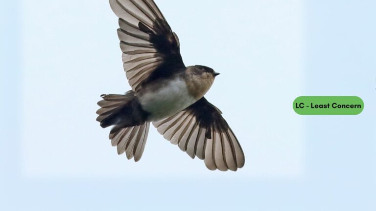 Pale-footed Swallow