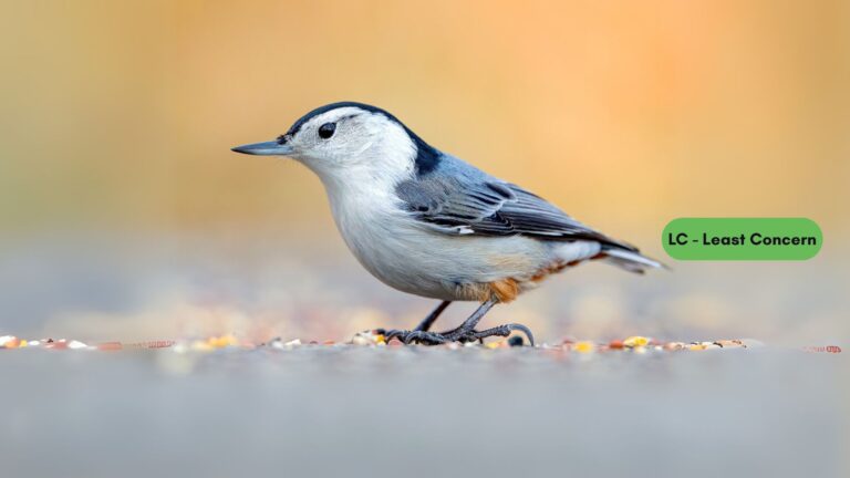 White-breasted Nuthatch