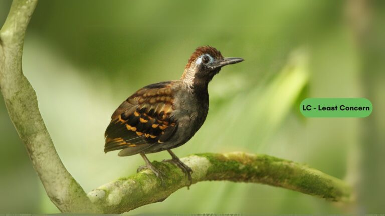 Wing-banded Antbird
