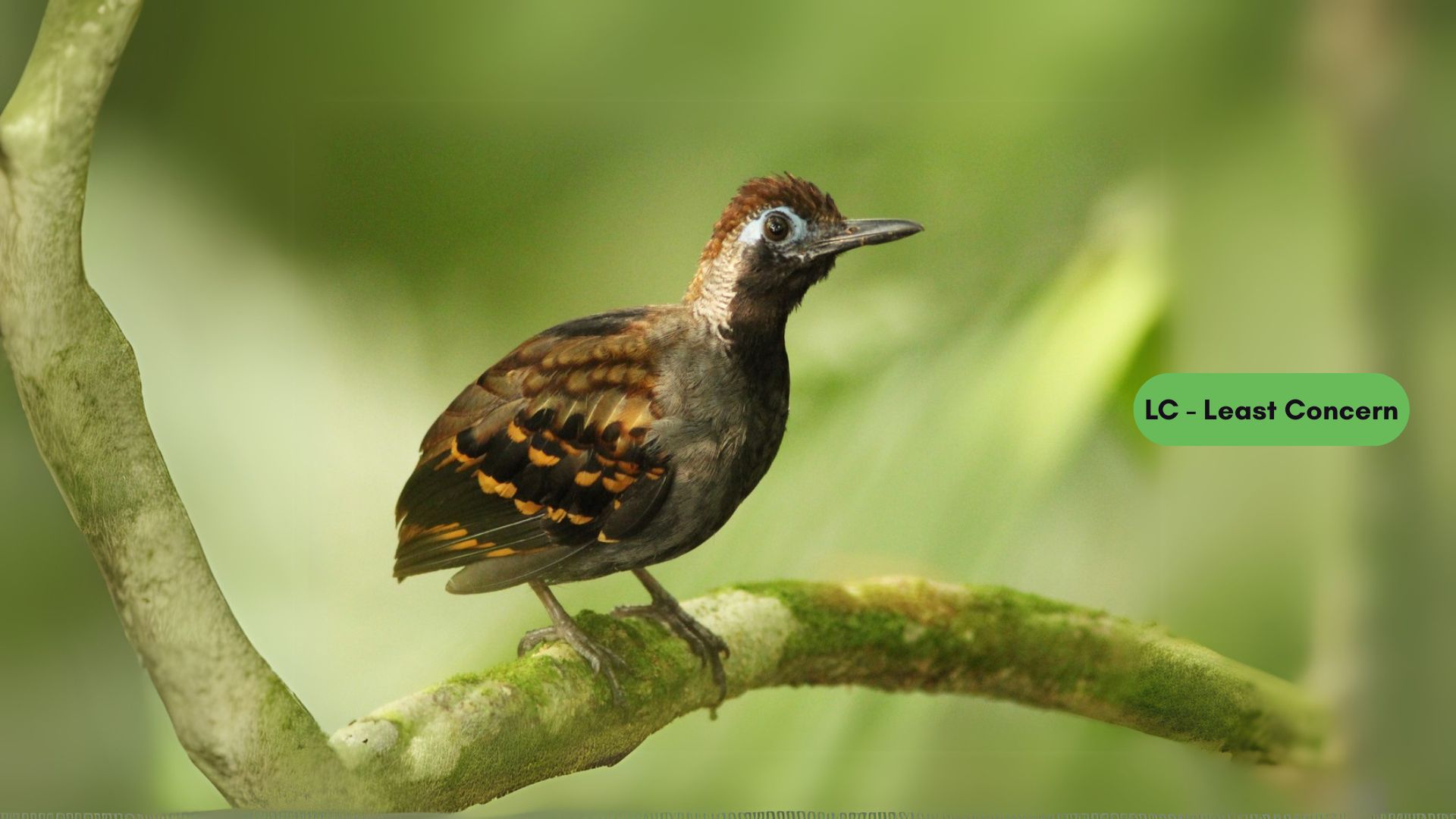 Wing-banded Antbird