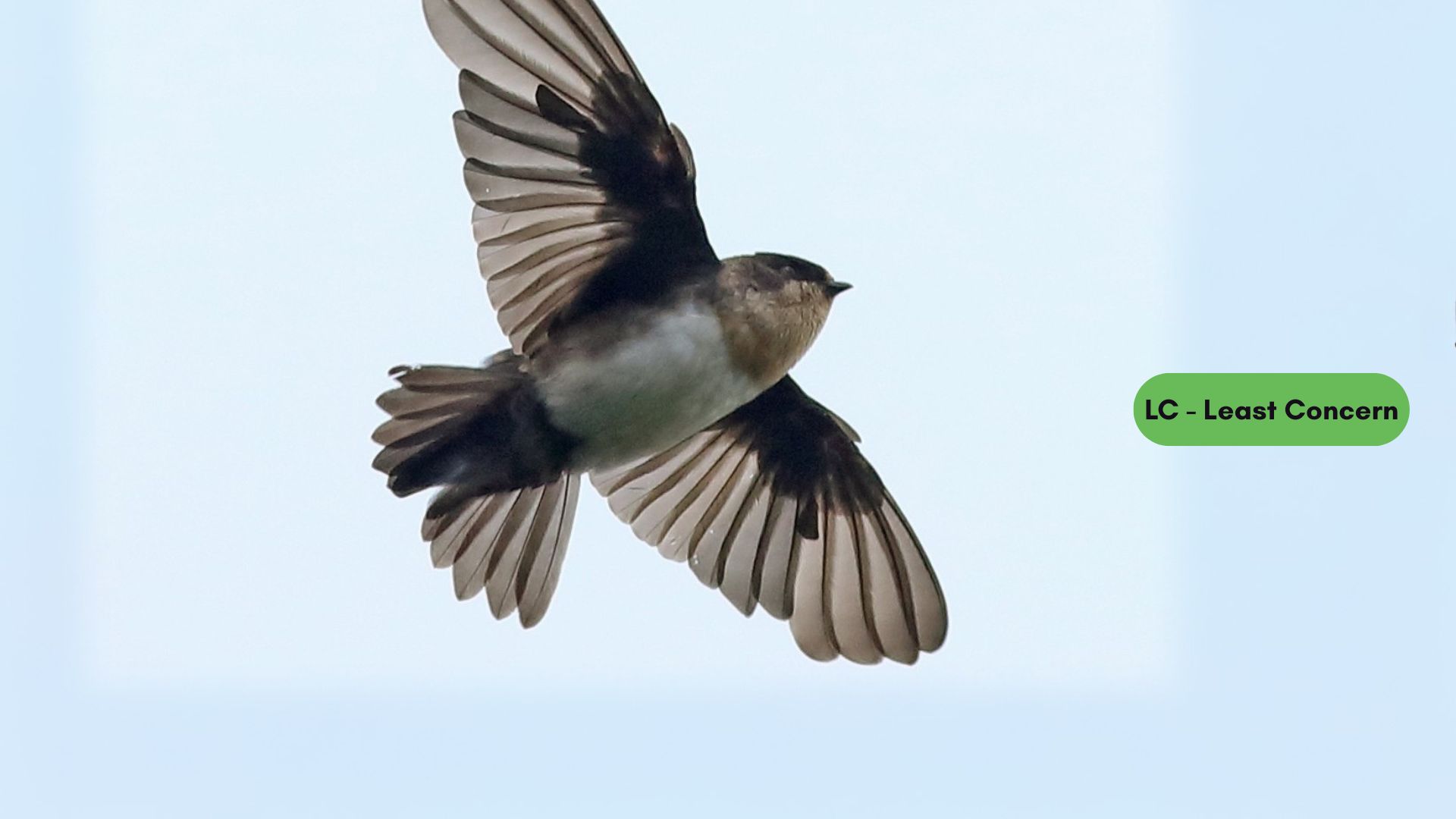 Pale-footed Swallow
