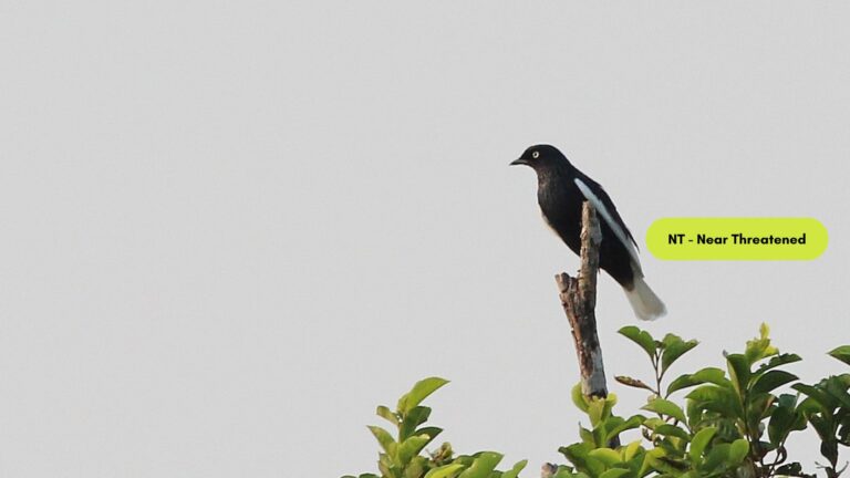 White-tailed Cotinga