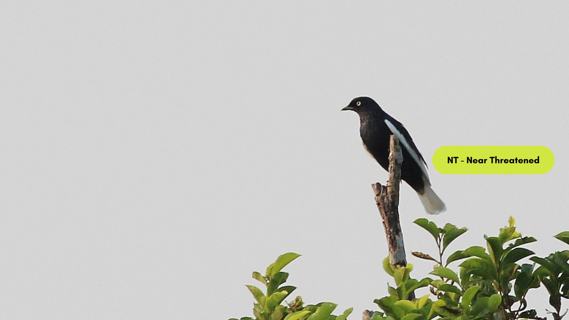 White-tailed Cotinga