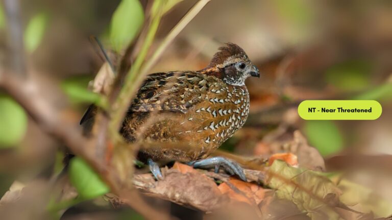 Venezuelan Wood-Quail
