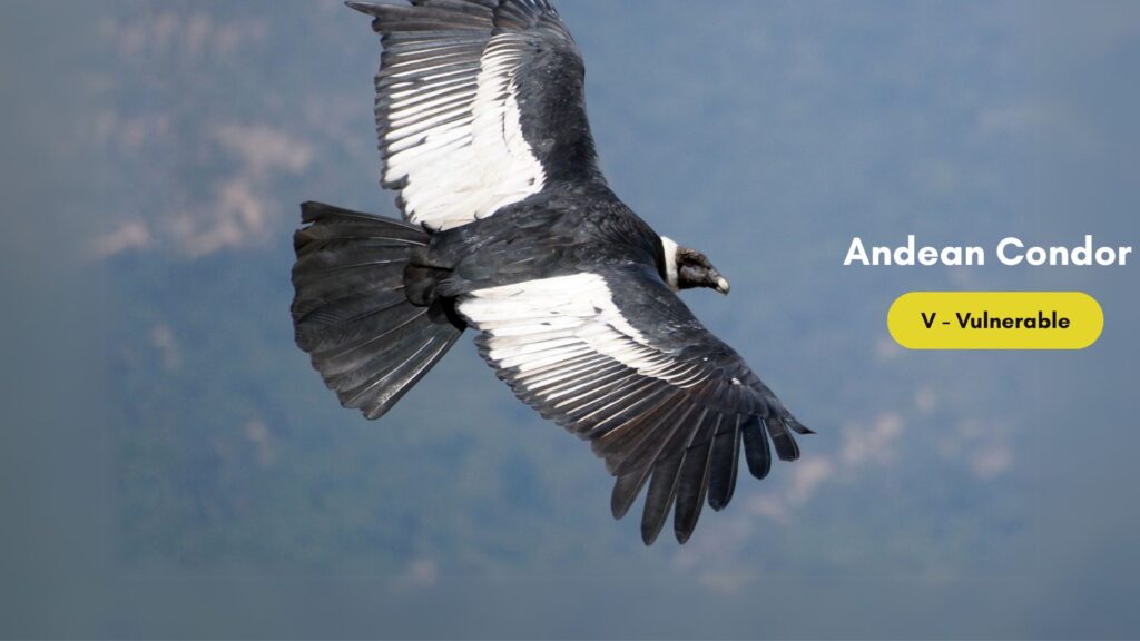 Birds of South America