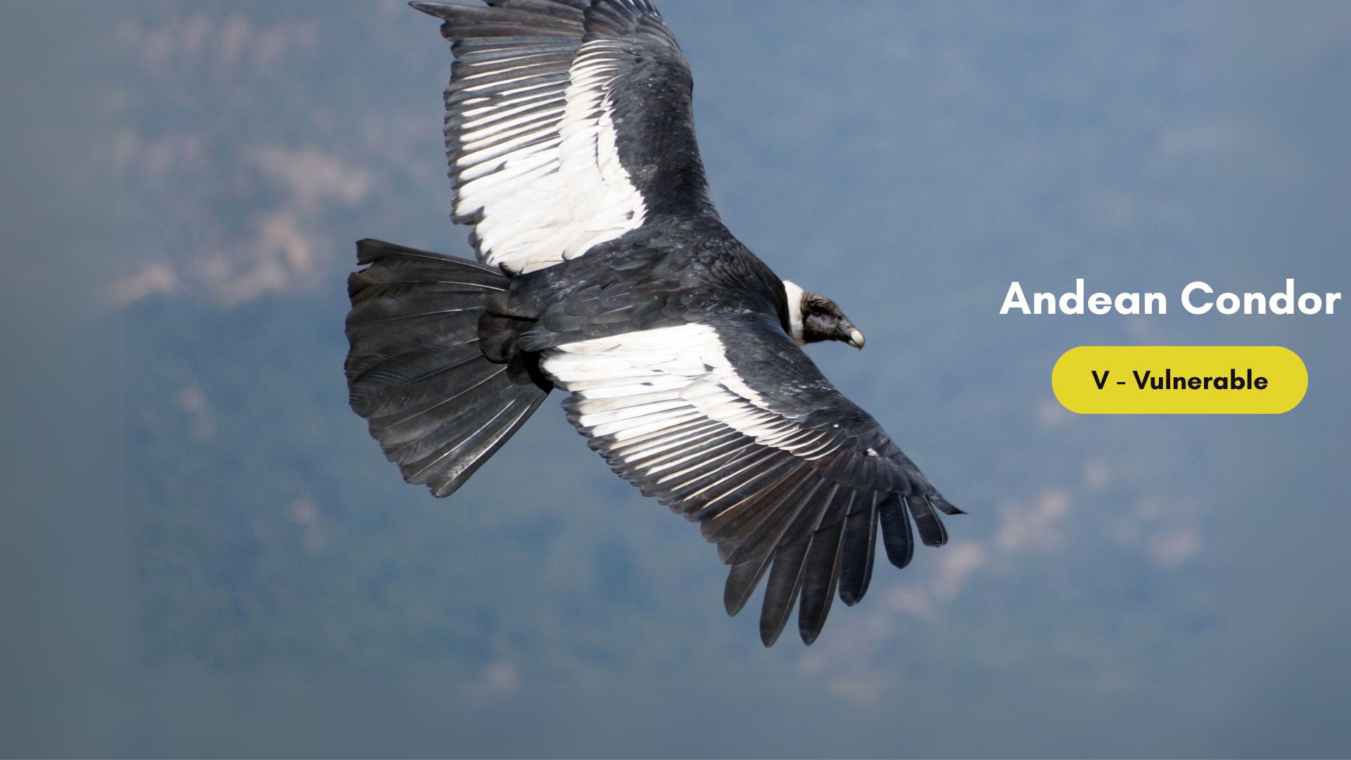 Birds of South America