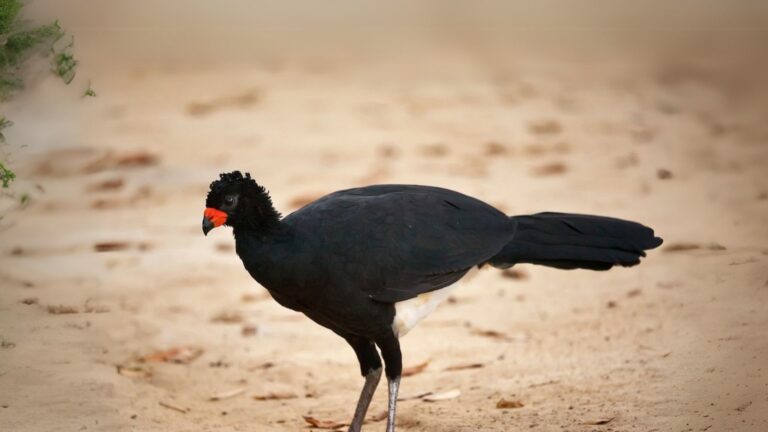 Red-billed Curassow