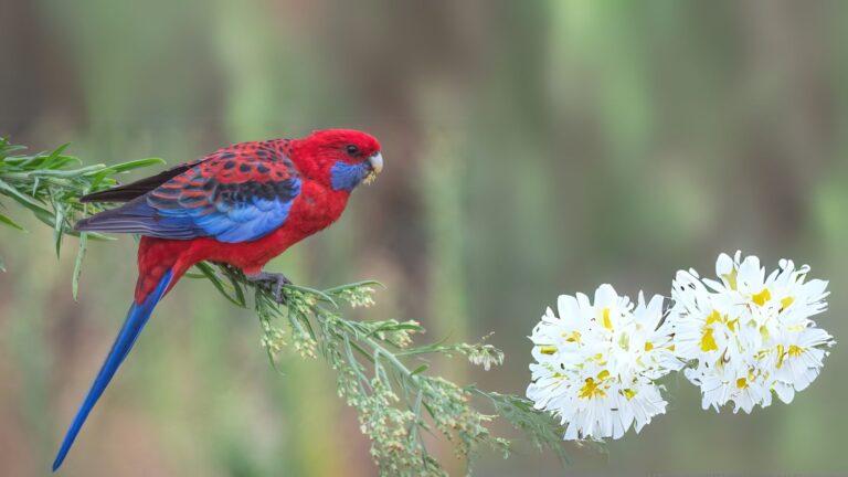 Crimson Rosella
