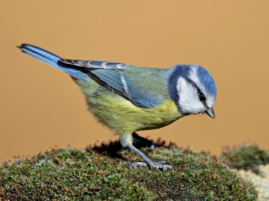 Eurasian Blue Tit