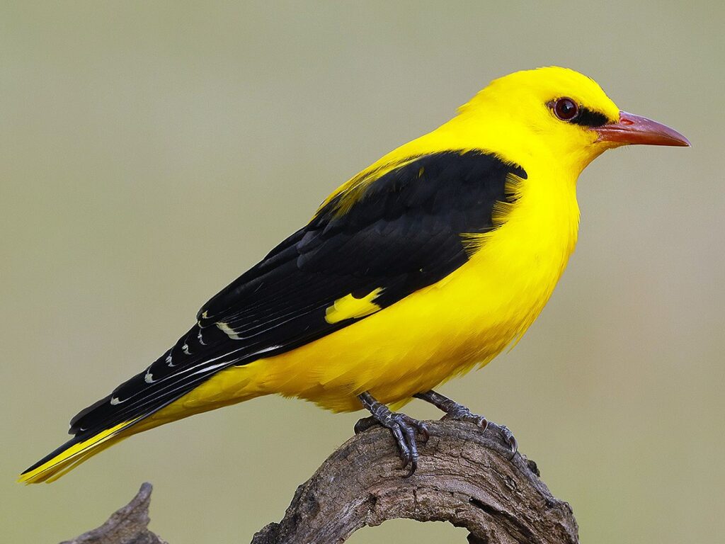 Eurasian Golden Oriole