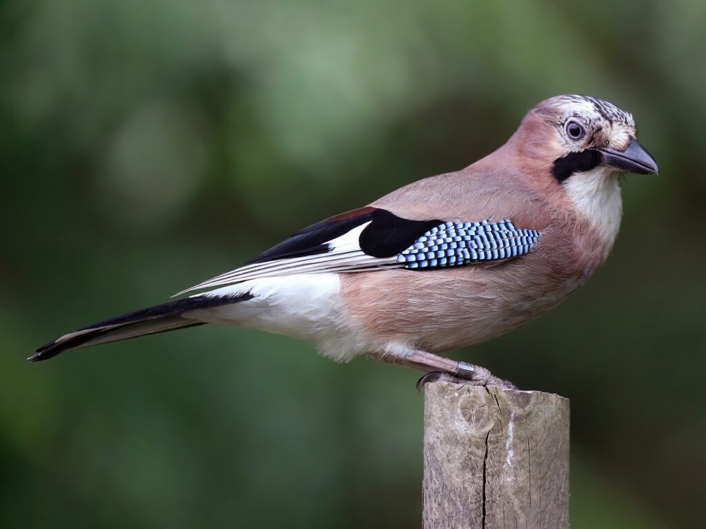 Eurasian Jay