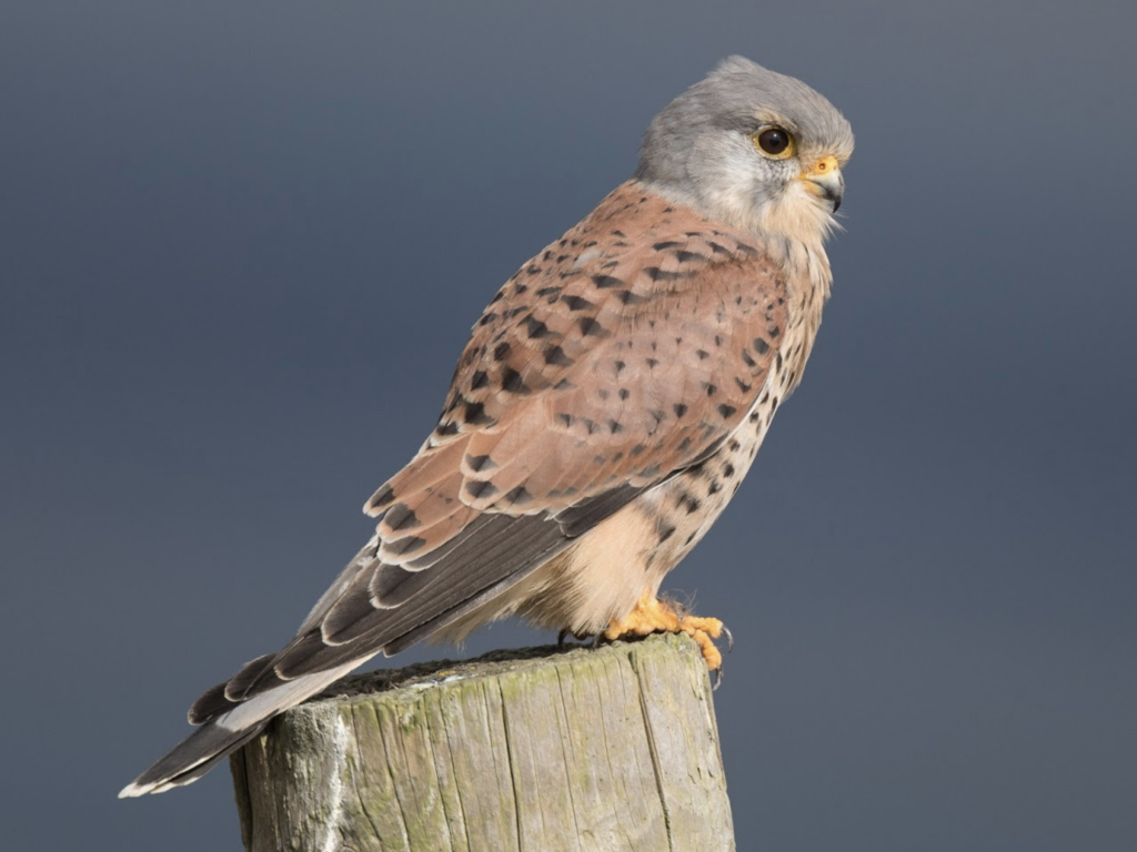 Eurasian Kestrel