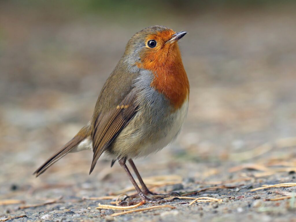 European Robin