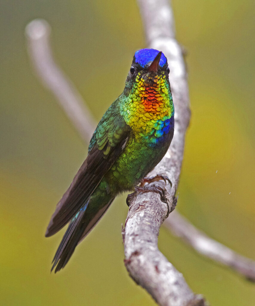 Fire-throated Metaltail