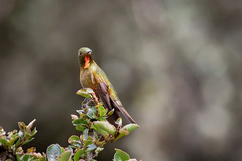 Fire-throated Metaltail