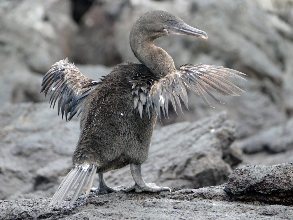 Flightless Cormorant