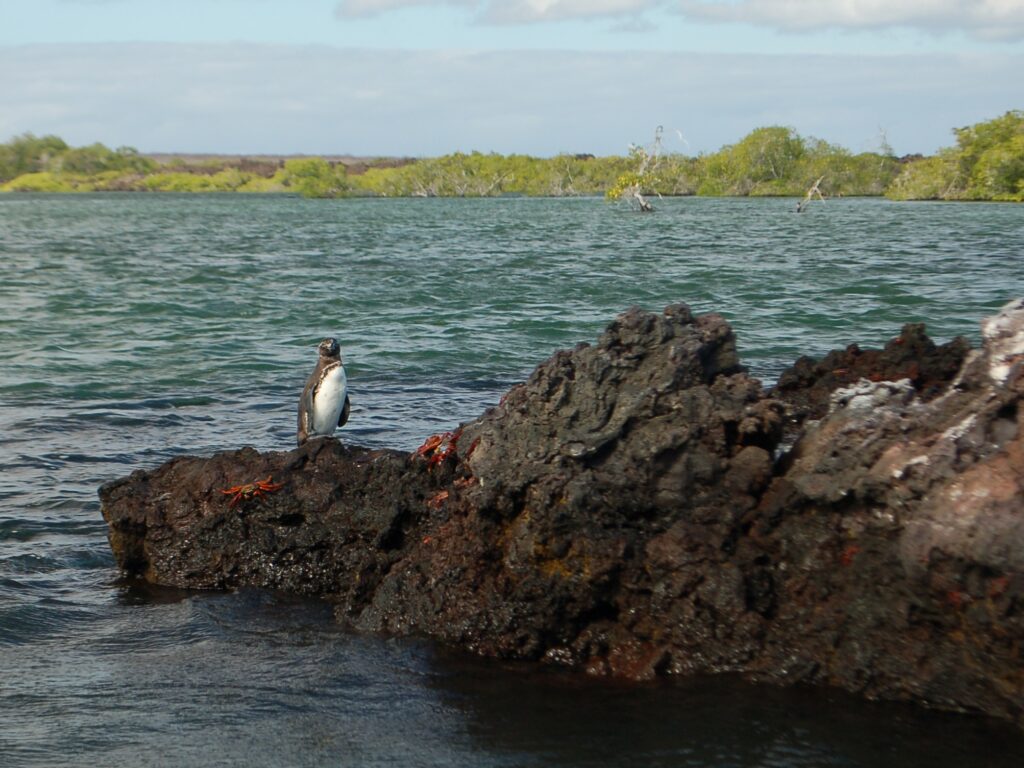Galapagos Penguin