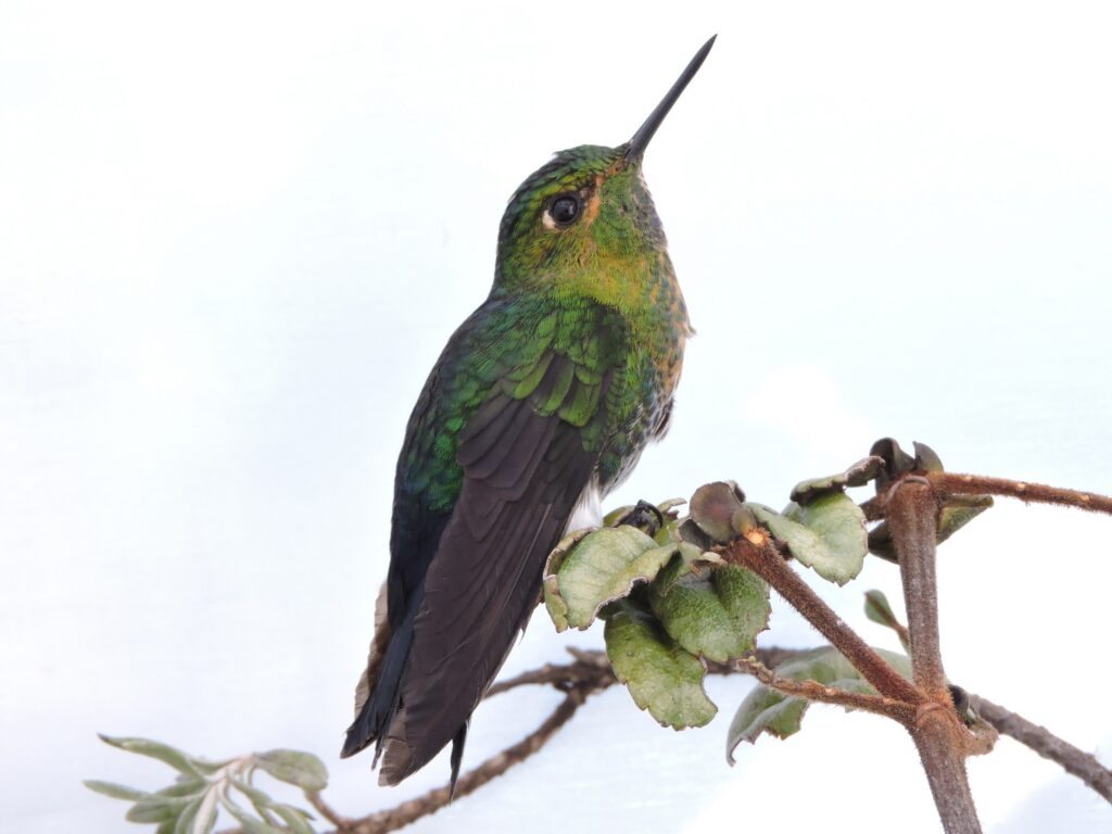 Gorgeted Puffleg