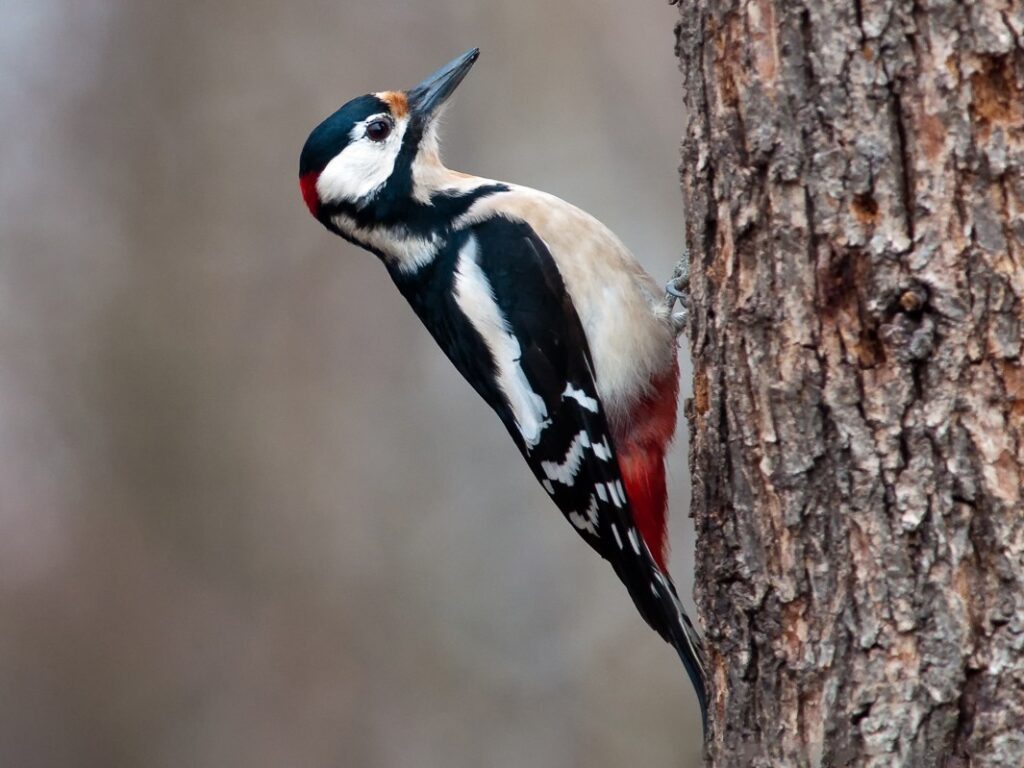 Great Spotted Woodpecker