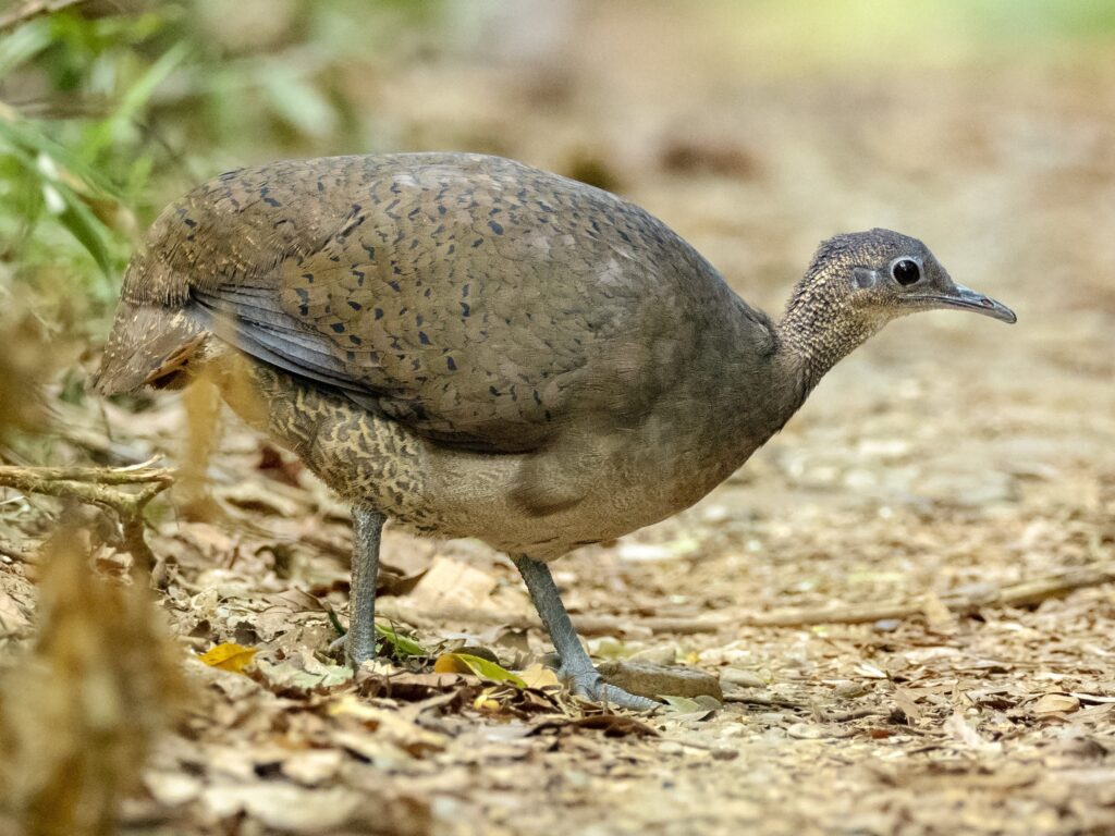 Great Tinamou