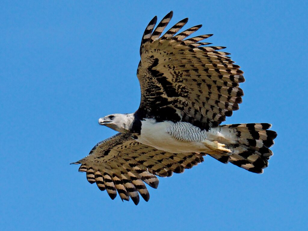 Harpy Eagle