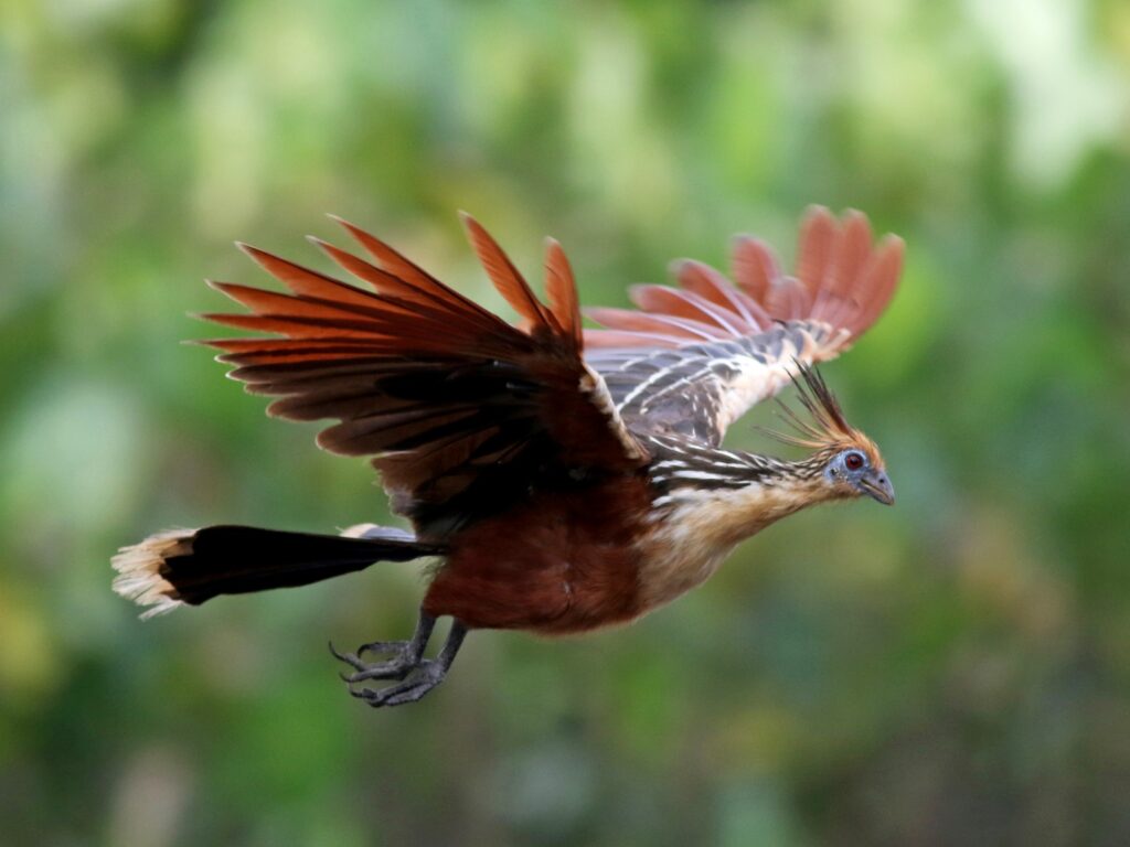 Hoatzin